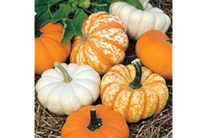 Park Seed Mini Harvest Blend Pumpkin Seeds, Miniature Pumpkin Seeds, Pack of 25 Seeds