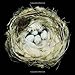 Nests: Fifty Nests and the Birds that Built Them