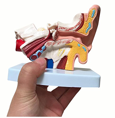 Doc.Royal Human Professional Desktop Ear Joint Simulation Model Medical Anatomy PVC Plastic Type DR-XF-102