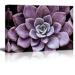 Closeup of a Purple Succulent Plant