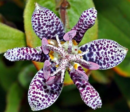 NEW! 30+ TRICYRTIS JAPANASE TOAD LILY FLOWER SEEDS / SHADE PERENNIAL / DEER RESISTANT