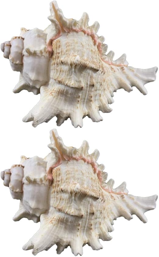 Amazon Vosarea 4pcs 6 9cmの自然で大きい貝殻の巻き貝の魚飼育用の水槽の家の装飾 置物 オブジェ オンライン通販