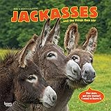 Jackasses 2020 12 x 12 Inch Monthly Square Wall Calendar, Donkey Humor by 