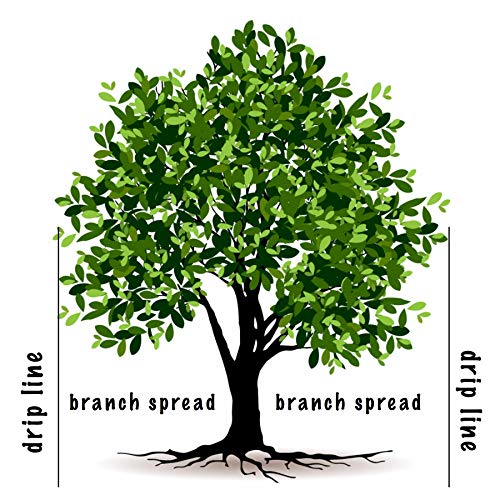 Jobe's, Fertilizer Spikes, Evergreen Tree, 15 Count, Slow Release