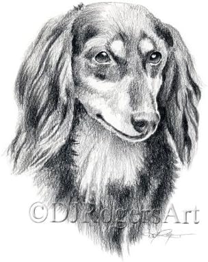 Amazon Com Long Haired Dachshund Art Print Pencil Drawing By