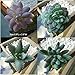 5 PCS Artificial Succulent Plants Unpotted in Flocked Fake Realistic Succulents for Home Gardern Diy Decoration