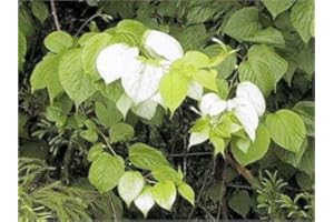 MITRAEE 100pcs Silver Vine Plant Seeds