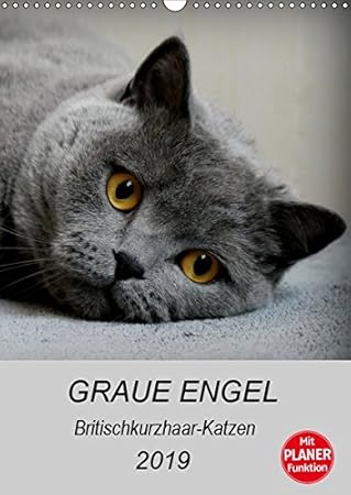 Graue Engel Britischkurzhaar Katzen Tischkalender 2019 Din