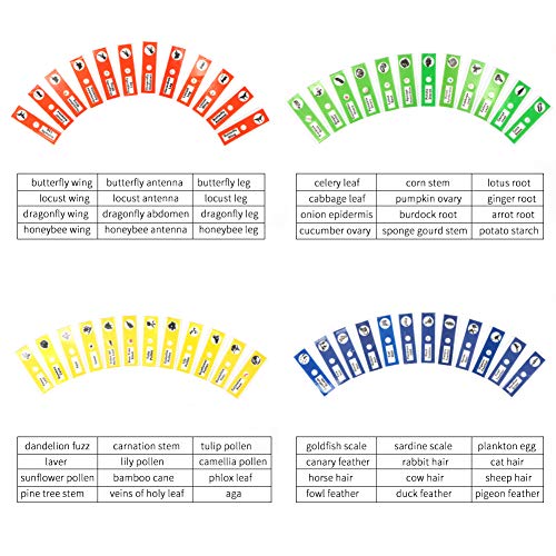 2 Prepared+Microscope+Specimen+Education+DIY+SCIENCE