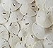 Tumbler Home Certified White Sand Dollars 1 1/2