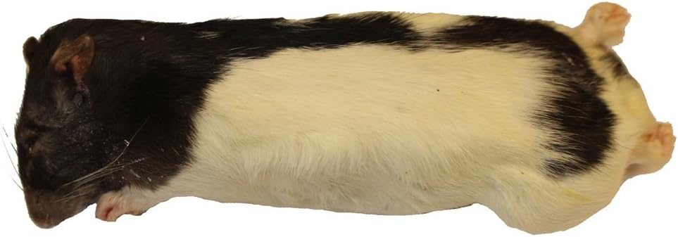 Euro Rep Frozen Rat Large 250-350g - Pack of 10