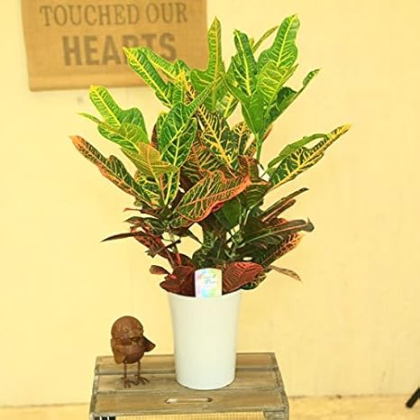 Amazon 観葉植物 クロトン エクセレント 観葉植物 オンライン通販