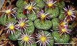 Rare CONOPHYTUM OBCORDELLUM SSP CERESIANUM