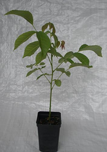 English Walnut, Juglans regia in a 22cm - 5 Litre Rigid Pot