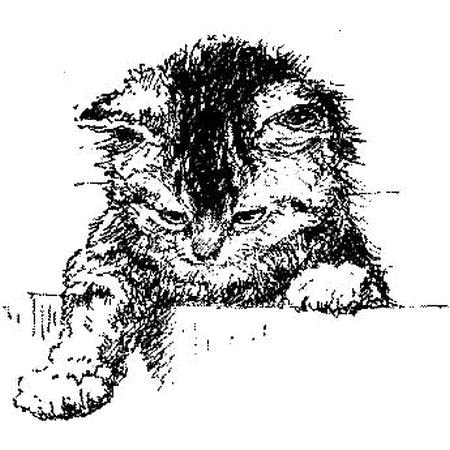 Joanna Sheen Stamps JS Exploring Cat Stamp