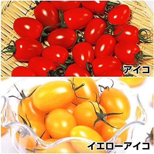 国華園 接木野菜苗 ミニトマト アイコセット 2種4株 21年春商品