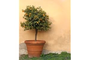 Brighter Blooms - Valencia Orange Tree, 1-2 ft, No Shipping to AL,AZ,CA,FL,GA,LA,OR,TX