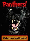 Panthers! Learn About Panthers and Enjoy Colorful Pictures - Look and Learn! (50+ Photos of Panthers)