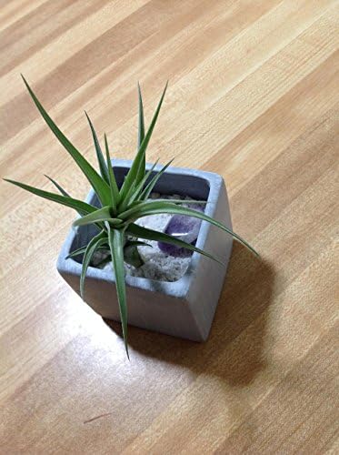 Tillandsia Airplant in Gray Square Planter with polished amethyst stone