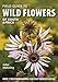 Field Guide to Wild Flowers of South Africa