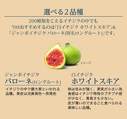 Amazon Co Jp ハッピーガーデン イチジク ホワイトゼノア 果樹 鉢植え Home Kitchen