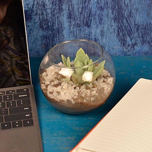 GRASSPER Glass Bowl Terrarium/Planter Clear Transparent for Air Plant/Succulent/Indoor Plants for Home/Office/Wedding Decoration