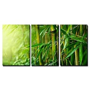 Bamboo Forest And Sunlight - 3 Panel Canvas Art