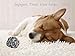Standie Mark, Pet Puppy Dog Rope Toys for Medium to Big Dogs (Pack of 4)