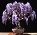 Purple Chinese Wisteria sinensis 5 seeds ez grow bonsai Fragrant