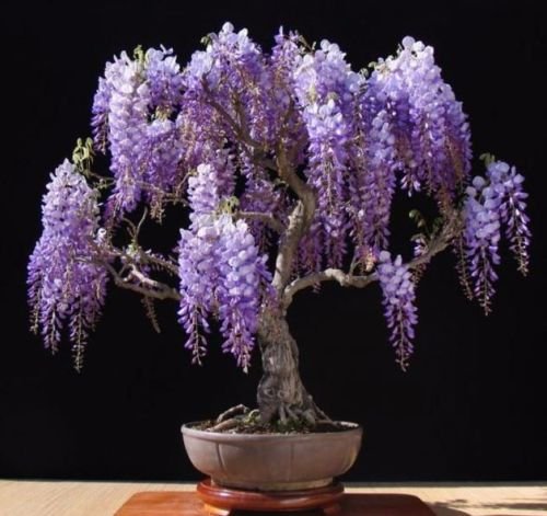 Purple Chinese Wisteria sinensis 5 seeds ez grow bonsai Fragrant