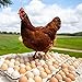 Euchirus 11LBs Non-GMO Dried Mealworms,High-Protein Larvae Treats Feed Molting Supplement for Birds Hens Ducks etc,Large Bulk Meal Worms Birds Chicken Food