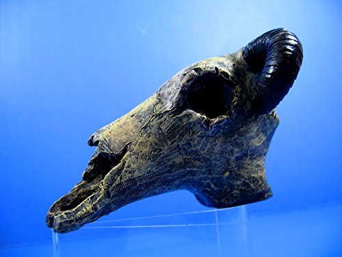 Goat Skull cave 4.9"x4.5"x3.2" Aquarium Ornament Decor resin fish tank hide bone