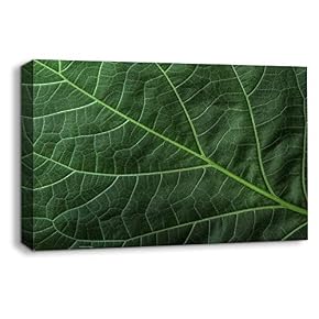 Leaf Veins Pictures Home Wall for Bedroom Living...