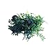 Bolbitis Difformis Baby Leaf Fern Live Aquatic Aquarium Plants on Driftwood for Freshwater Fish Tank by Greenpro
