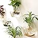 Mkono 2 Pack Wall Planter Propagation Station Hanging Plant Terrarium Glass Planter for Indoor Decor, Clear Hexagon Shape