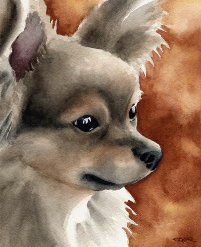 Amazon Com Long Haired Chihuahua Art Print By Artist Dj Rogers
