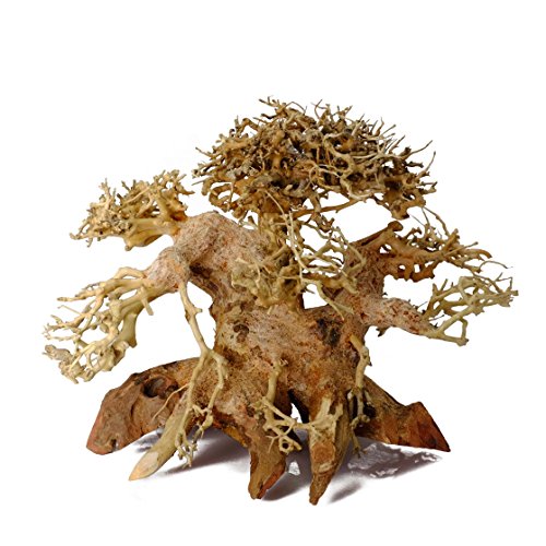 Driftwood Bonsai Fish Tree Aquarium Planted Aquascape Freshwater 6 inches tall ABN (Left side)