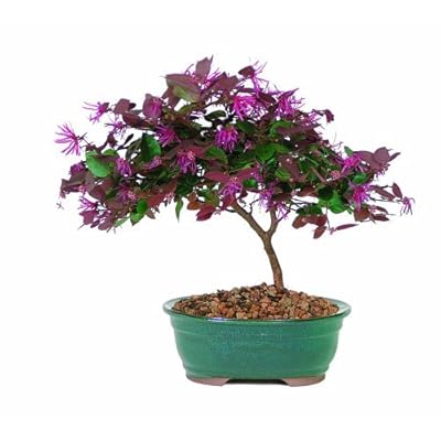 Brussels Live Fringe Flower Outdoor Bonsai Tree - 3 Jamaica | Ubuy