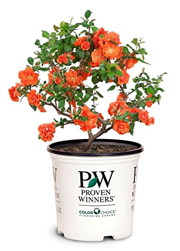 Proven Winners - Chaenomeles Double Take Orange (Quince) Shrub, Orange Flowers, 2 - Size Container