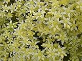 300 Sedum "Oktoberfest" Seeds,Hardy,Creeping Stone