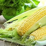 Sweet Corn Seeds - Golden Bantam Improved - Yellow Garden Planting Corn 100 Seeds
