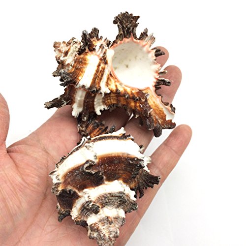PEPPERLONELY 6 PC Endive Murex Shells Brown Striated Shells for Hermit Crab Shells, 2 Inch ~ 2-1/2 Inch