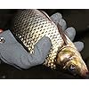 Inf-way-Fishing-Glove-Fisherman-Professional-Catch-Fish-Gloves-CutPuncture-Resistant-with-Magnetic-Hooks-Hunting-Glove-1pcs Inf-way-Fishing-Glove-Fisherman-Professional-Catch-Fish-Gloves-CutPuncture-Resistant-with-Magnetic-Hooks-Hunting-Glove-1pcs