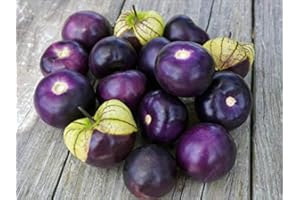 SeedsUA: Seeds Purple Ground Cherry Physalis Non GMO Heiroom Vegetable for Planting