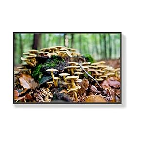 Canvas Wall Art for Living Room, Bedroom Mushroom Framed Canvas Prints for Home Decoration Ready to Hang - 16x24 inches
