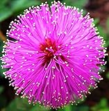 NIKA SEEDS - Seeds Flowers Sensitive Plant Pink