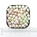 Beads Direct USA's Glass Pearls Mix 100pcs 8mm - 