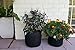 ECOgardener Grow Bags Square Foot Planter Raised Bed Fabric Pot - 12