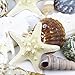CYS EXCEL Seashell Assorted Mix with Pencil Finger Starfish (Approx. 15 PCS, 3