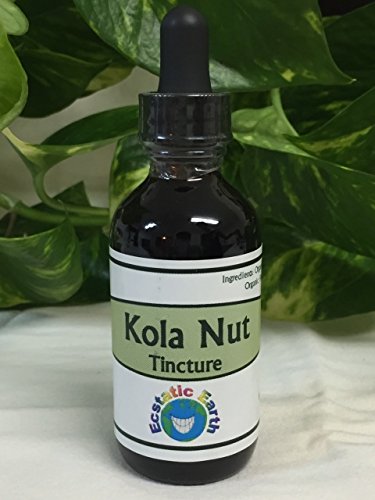 Kola Nut Extract Tincture ~ 1 Ounce Bottle ~ Cola acuminata 100% Wild Harvested - Thumbnail 2